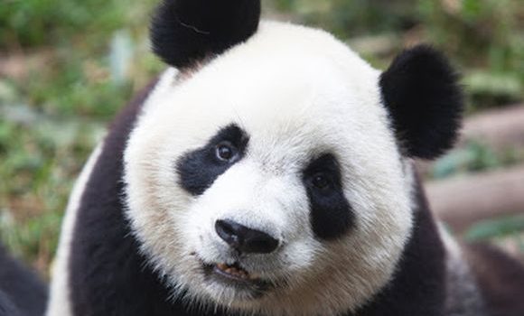 patpatpanda vinder pot på $553.081