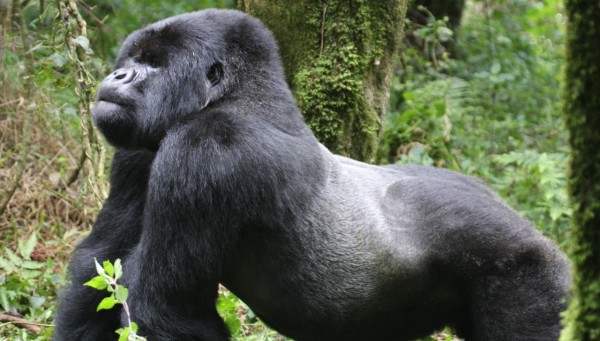 gorilla